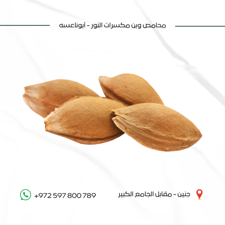 بذور مشمش